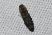 Lacon querceus