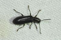Tillus elongatus
