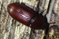 Uloma culinaris