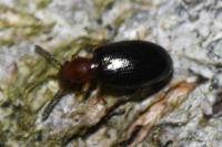 Vincenzellus ruficollis