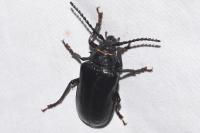 Prionus coriarius