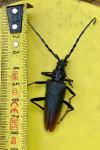 Cerambyx cerdo