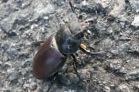 Lucanus cervus