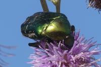 Cetonia aurata