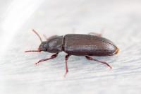 Tenebrio molitor