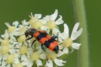 Trichodes apiarius