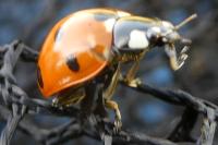 Coccinella septempunctata