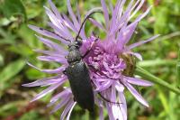 Stictoleptura scutellata