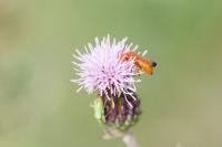 Rhagonycha fulva