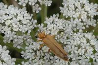 Oedemera podagrariae