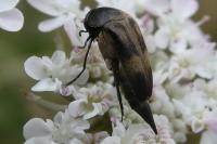 Variimorda