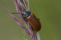 Omophlus lepturoides