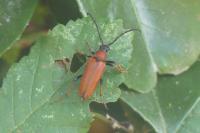 Stictoleptura rubra