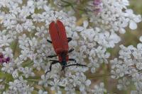 Lygistopterus sanguineus