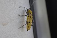 Chlorophorus glabromaculatus