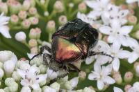 Cetonia aurata