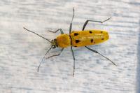 Chlorophorus glabromaculatus