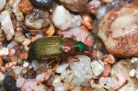 Chlaenius nigricornis