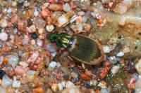 Chlaenius vestitus