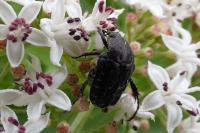 Oxythyrea funesta