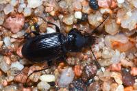 Pterostichus
