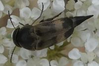 Variimorda