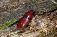 Uloma culinaris