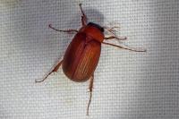 Serica brunnea