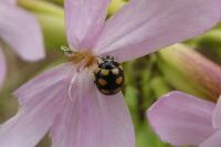 Coccinula quatuordecimpustulata