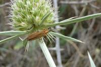 Oedemera podagrariae