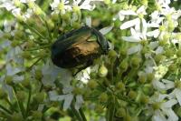 Cetonia aurata