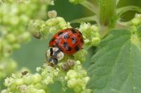 Harmonia axyridis