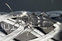 Hylotrupes bajulus