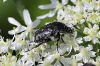 Oxythyrea funesta