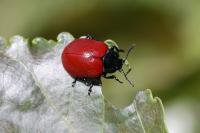 Chrysomela populi