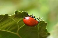 Chrysomela populi