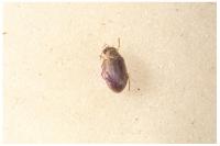 Berosus affinis