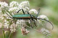 Aromia moschata