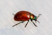 Chrysolina polita