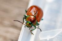 Chrysolina polita