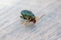 Psylliodes chrysocephala