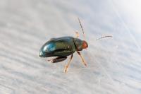 Psylliodes chrysocephala