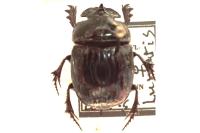 Copris lunaris