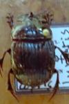 Copris lunaris