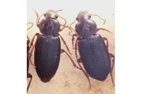 Ophonus ardosiacus
