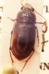 Amara apricaria