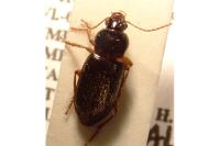Ophonus puncticeps