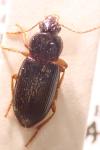 Ophonus puncticeps