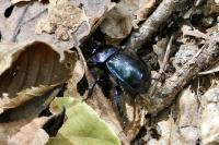 Anoplotrupes stercorosus