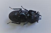 Dorcus parallelipipedus